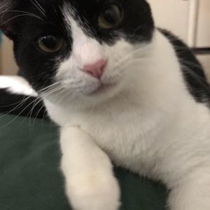 Meet your Posher, Laurie